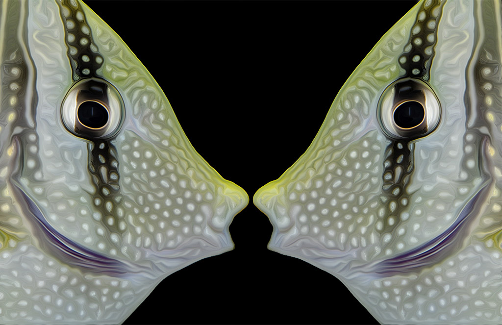 Tiere Fisch_DDD0288-1 Kopie-1 Kopie.jpg